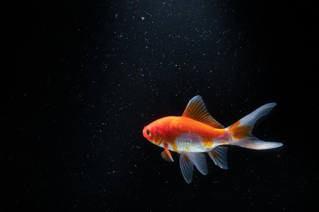 Pez dorado en acuario con fondo negro sólido