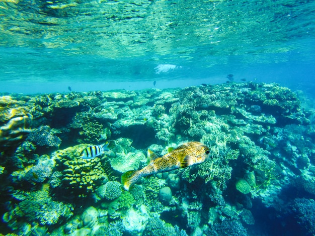 El pez erizo venenoso nada en el coral del mar rojo.