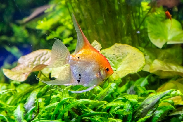 Pez escalar Pterophyllum