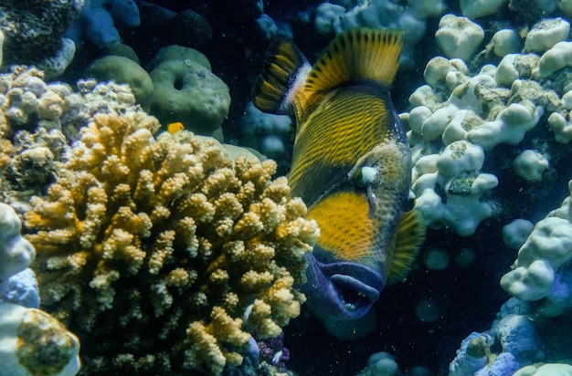 pez gatillo verde entre los corales en el mar Rojo
