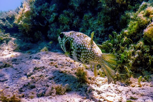 Foto pez globo de manchas blancas bajo el agua (arothron hispidus) vida marina