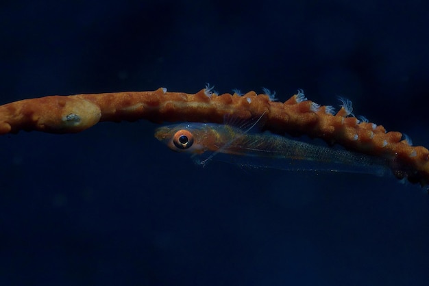 Foto un pez goby en el coral