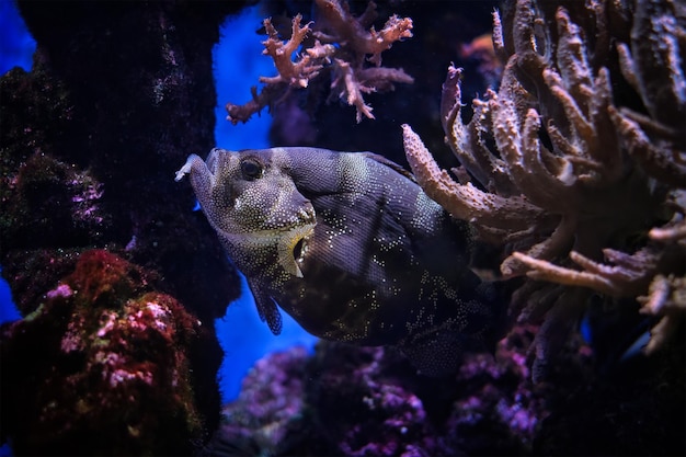 Foto pez jabón manchado pogonoperca punctata pez bajo el agua en el mar