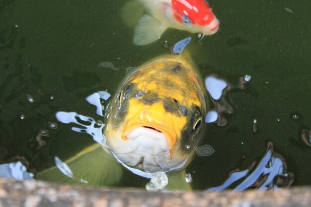 Foto pez koi amarillo en el agua