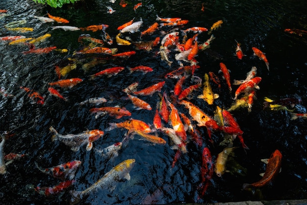 Foto pez koi de carpa de lujo colorido