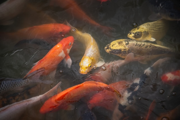 Pez Koi comiendo comida en el río