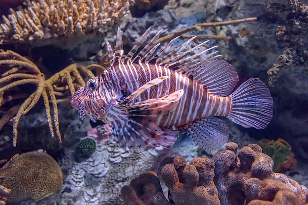 Pez león en un acuario de coral.