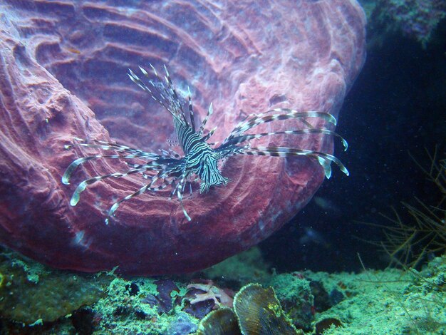 Foto el pez león nadando en el mar