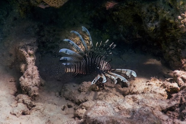 Pez león Pez venenoso de arrecife de coral, especies invasoras (Pterois volitans) Aguas tropicales, Vida marina