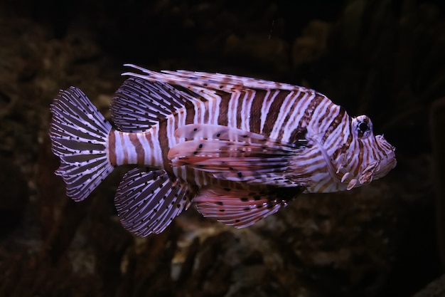 Pez león rojo (Pterois volitans)