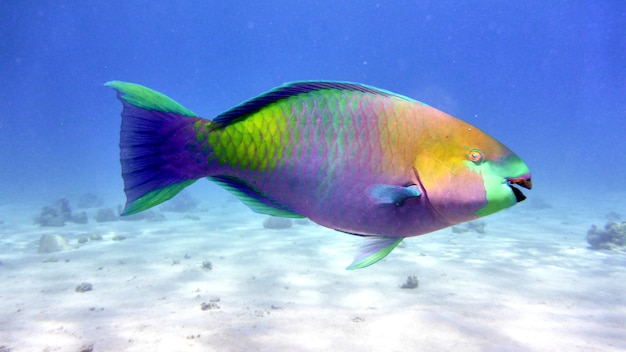 Pez loro en el Mar Rojo, Eilat, Israel.