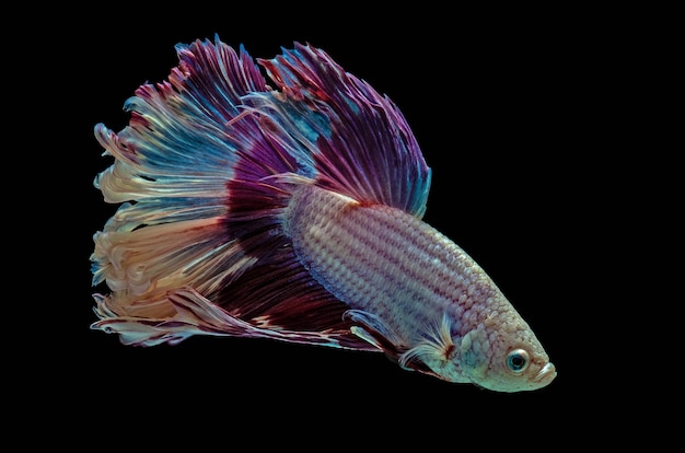 Foto pez luchador de betta siamese