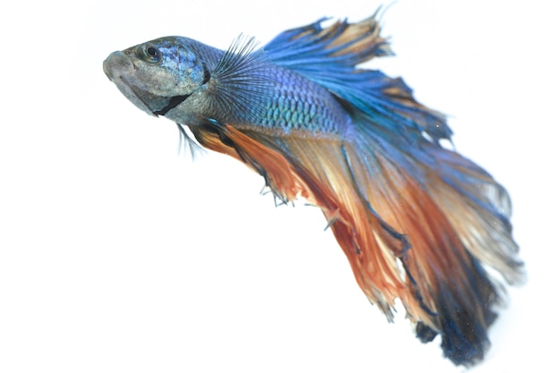 Pez luchador Halfmoon Betta Blue