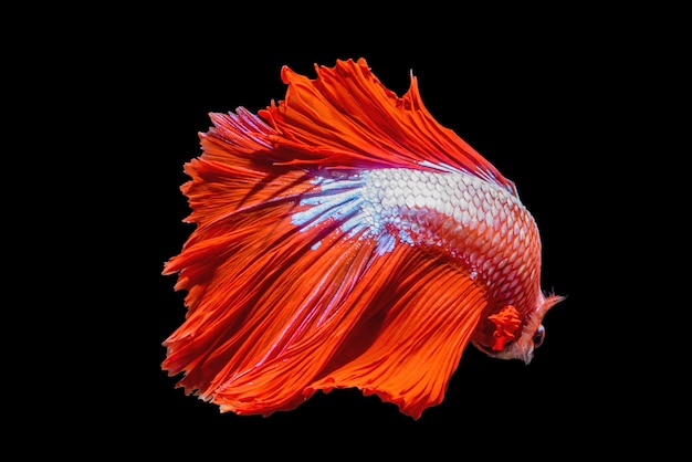 Foto pez luchador siamés betta splendens halfmoon rojo aislado sobre fondo negro.