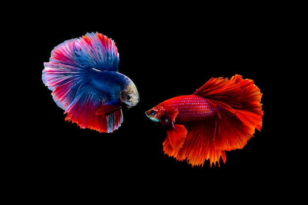 Pez luchador siamés (Betta splendens)