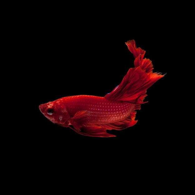 pez luchador siamés rojo