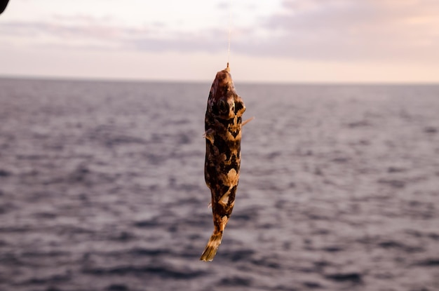 Un pez de mar enganchado