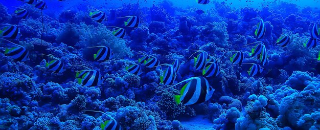 Pez mariposa bandada submarina buceando en el fondo del mar salvaje bajo la naturaleza del agua