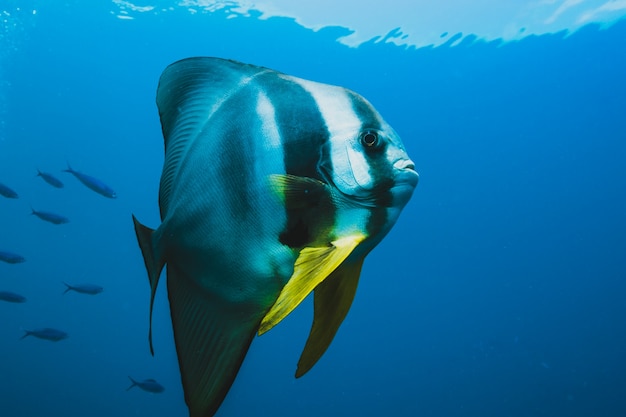 Pez mariposa en la cabeza de más peces