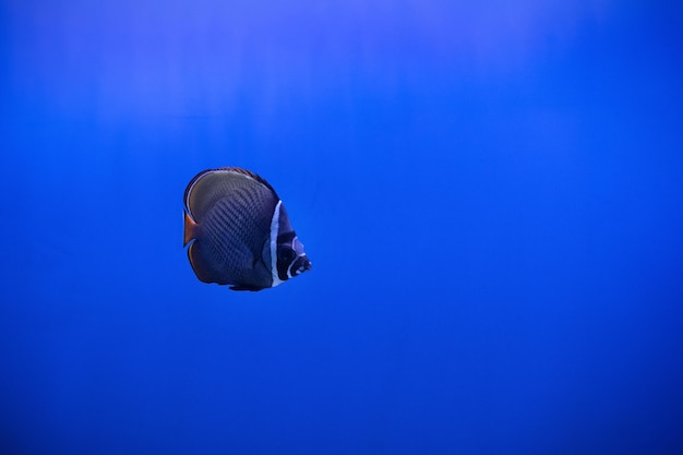 Pez mariposa de cola roja nadando solo en un acuario azul