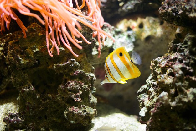 Pez mariposa de hocico largo, helmón de dientes de cerdas amarillas