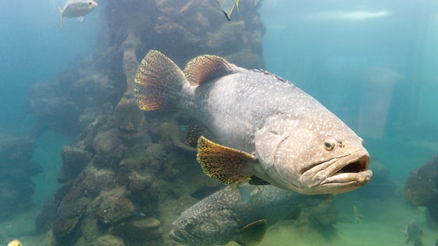 El pez mero gigante en acuario