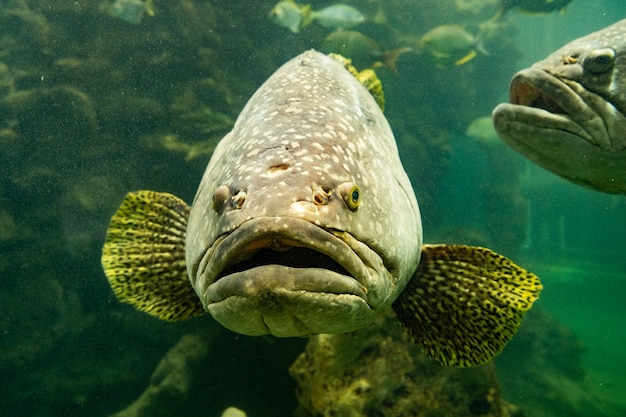 El pez mero gigante en acuario