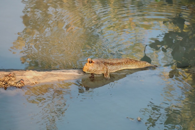 Pez mudskipper (Boleophthalmus boddarti) escalada en un tronco