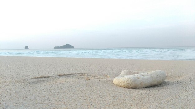 Foto un pez muerto en una playa