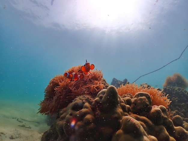 Un pez nada en un arrecife de coral en el océano.