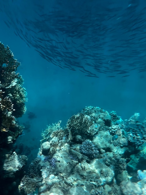 Un pez nadando en el océano con un arrecife de coral al fondo.