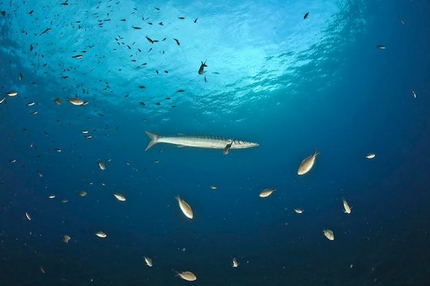 Foto un pez nadando en el océano con muchos peces en el fondo.