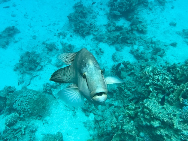 Foto pez napoleón mar rojo egipto