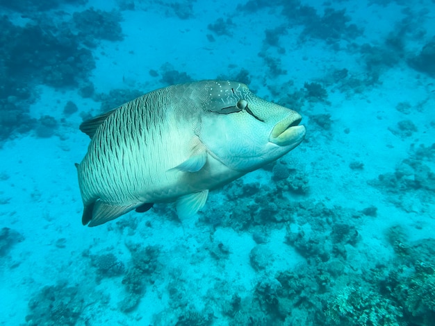 Pez Napoleón Mar Rojo Egipto