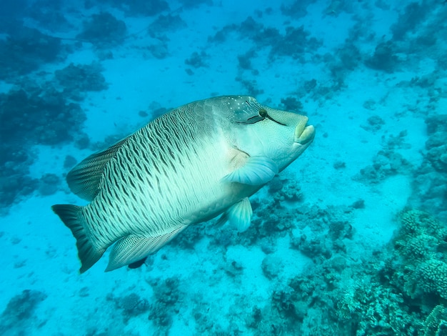 Foto pez napoleón mar rojo egipto