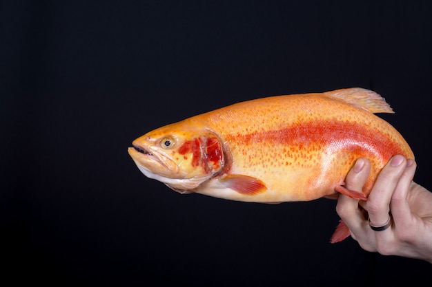 Foto pez naranja en la mano sobre el fondo negro