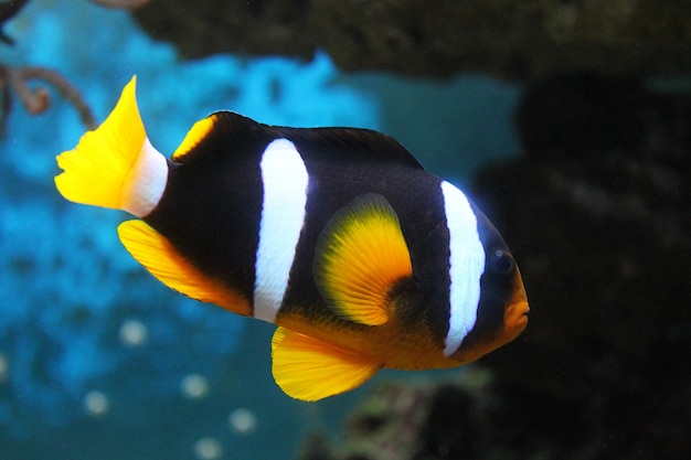 Pez negro amphiprion con rayas blancas y aletas naranjas