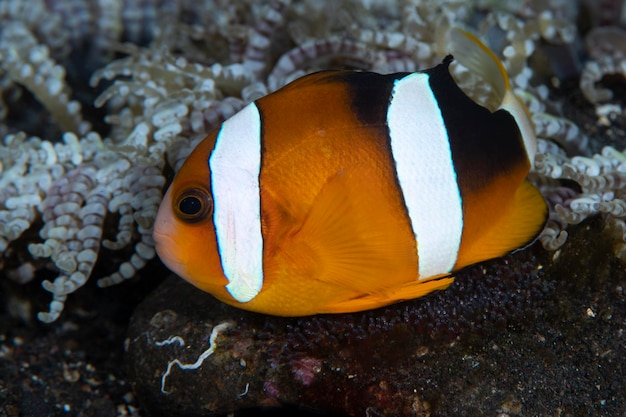 Pez payaso - Amphiprion clarkii cuida los huevos. Mundo submarino de Bali.