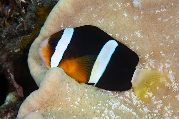 Pez payaso - Amphiprion clarkii. Vida marina de Bali.