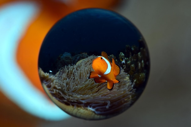 Pez payaso - Amphiprion ocellaris. Fotos tomadas con una lente especial Magic Ball. Bali, Indonesia.