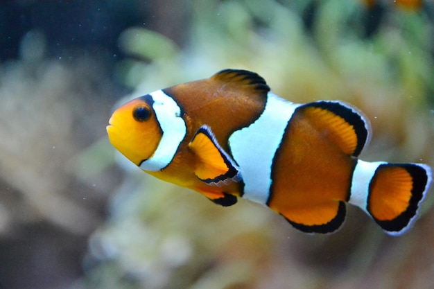 Pez payaso anemonefish amphiprioninae nadando