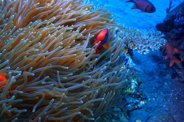 pez payaso arrecife de coral / macro escena submarina, vista de peces de coral, buceo submarino