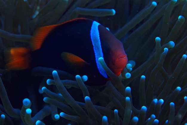 pez payaso arrecife de coral / macro escena submarina, vista de peces de coral, buceo submarino