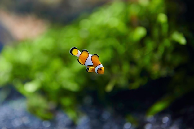 Pez payaso o pez payaso (Amphiprioninae) de la familia Pomacentridae nadando sobre un arrecife de coral