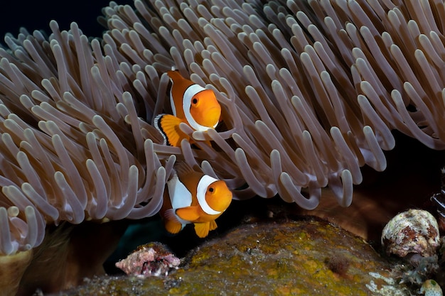 Pez payaso - Pez payaso occidental - Amphiprion ocellaris. Vida marina de Bali.