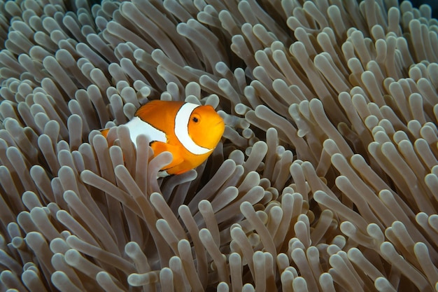 Pez payaso - Pez payaso occidental - Amphiprion ocellaris viviendo en una anémona. bali