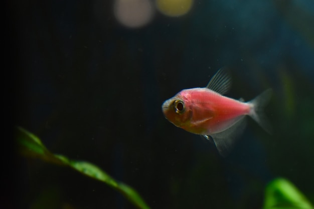 Pez pequeño nada bajo el agua en el acuario