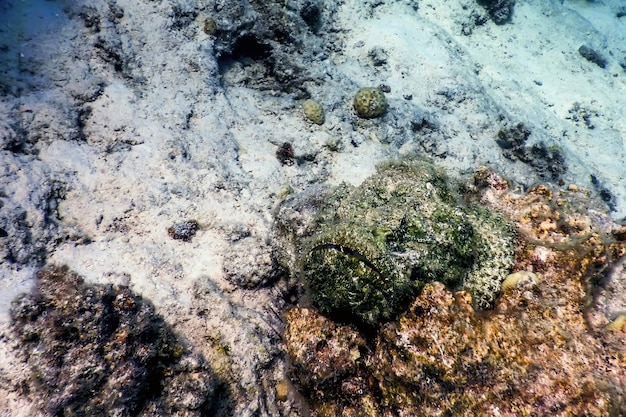 Foto pez piedra (synanceia verrucosa) pez piedra de arrecife, aguas tropicales, vida marina