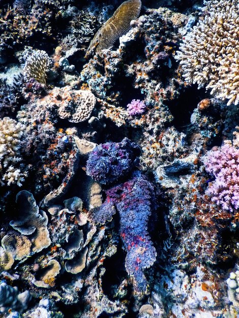 Foto pez piedra synanceia verrucosa pez piedra de arrecife aguas tropicales