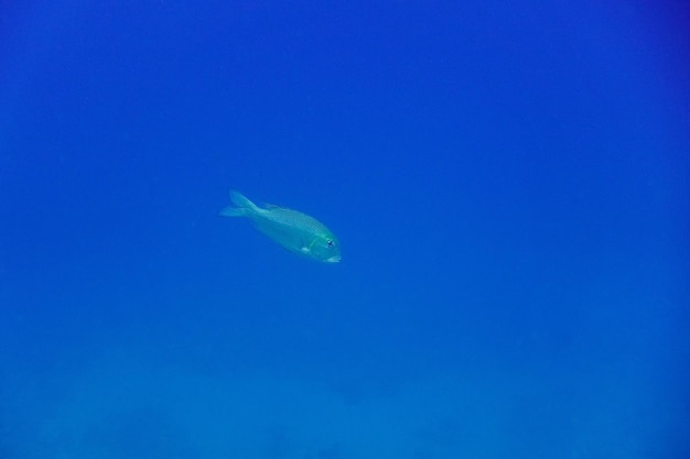 pez plateado único en aguas marinas de color azul profundo